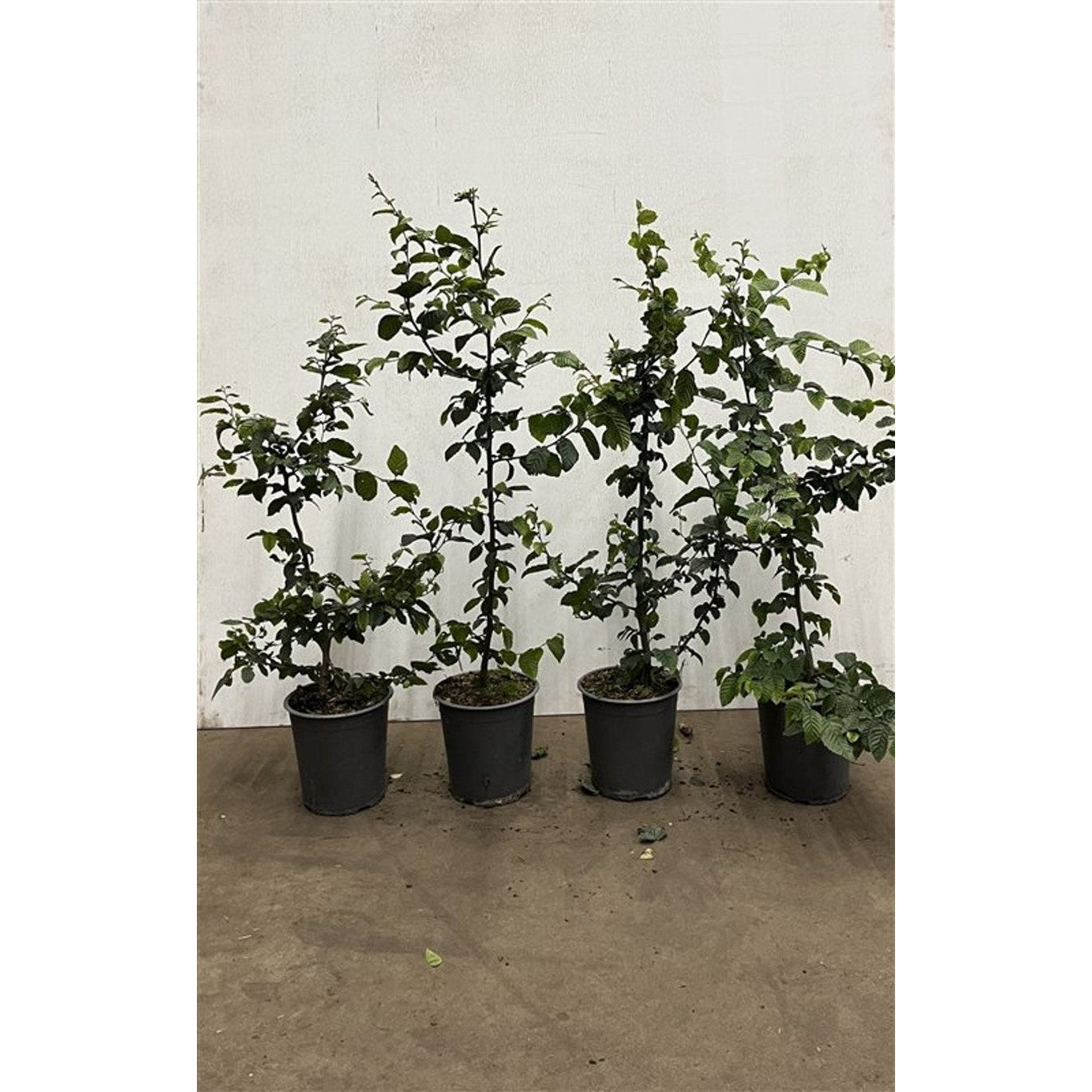 Avenbok – Carpinus betulus - C3.5 60-80 CM